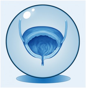 Die menschliche Harnblase im Querschnitt.Symbolgrafik.Logo